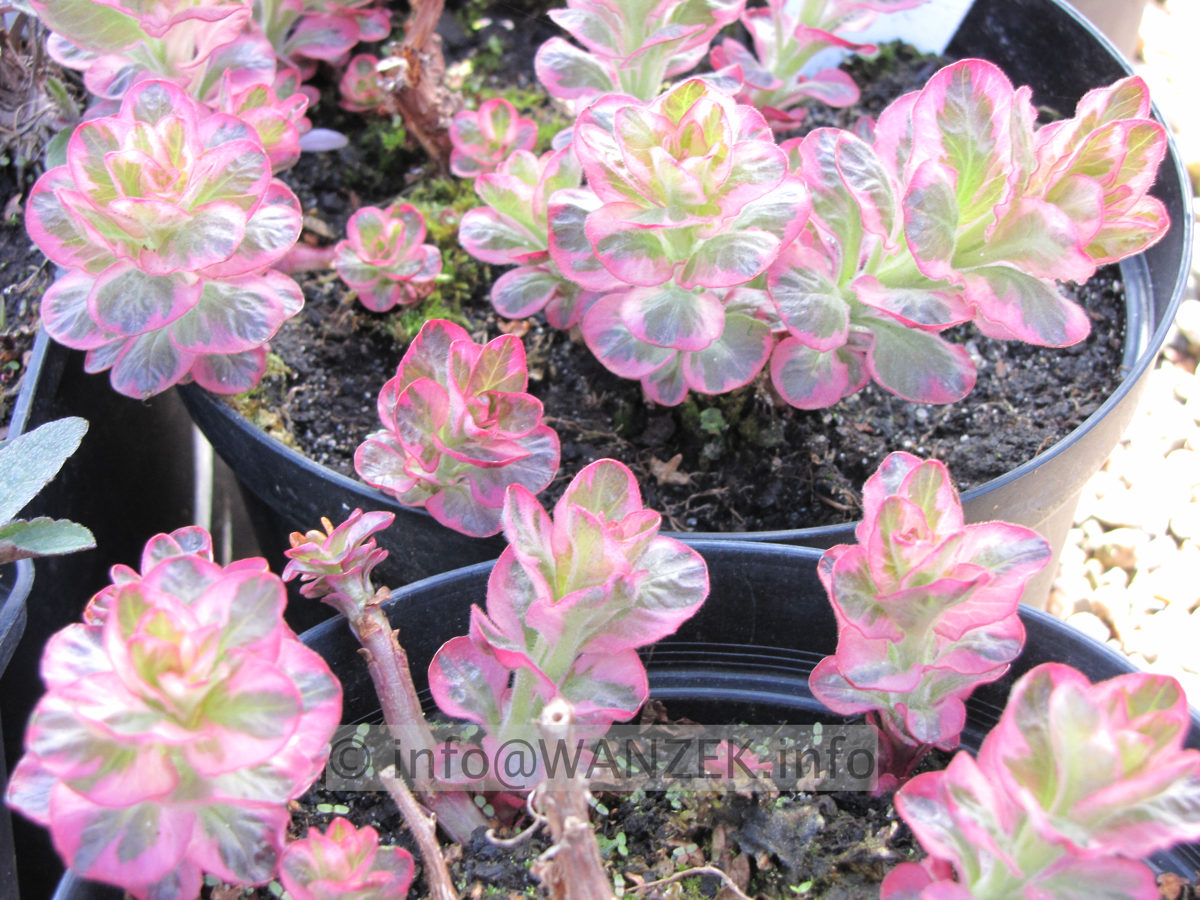 Lysimachia punctata Alexander Austrieb1.JPG